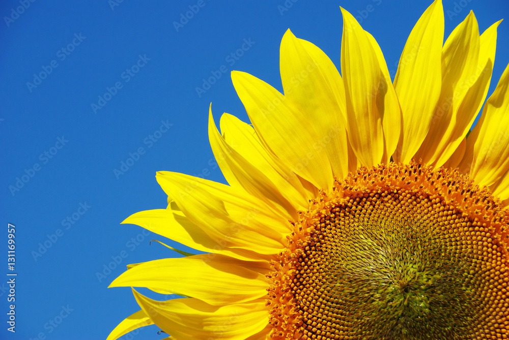 Naklejka premium sunflower