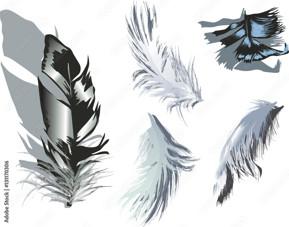 Obraz premium five fluffy grey feathers isolated on white