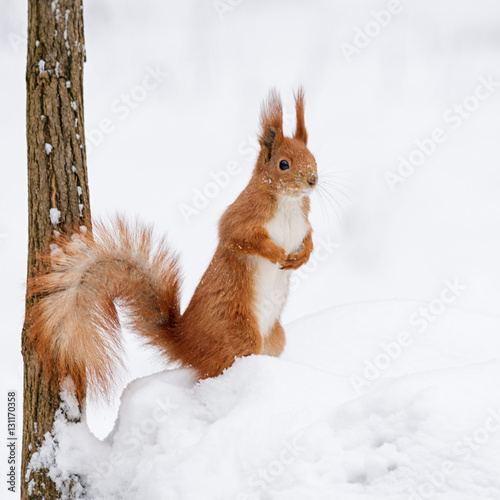 Cute fluffy squirrel on a white snow in the winter forest. © Magryt