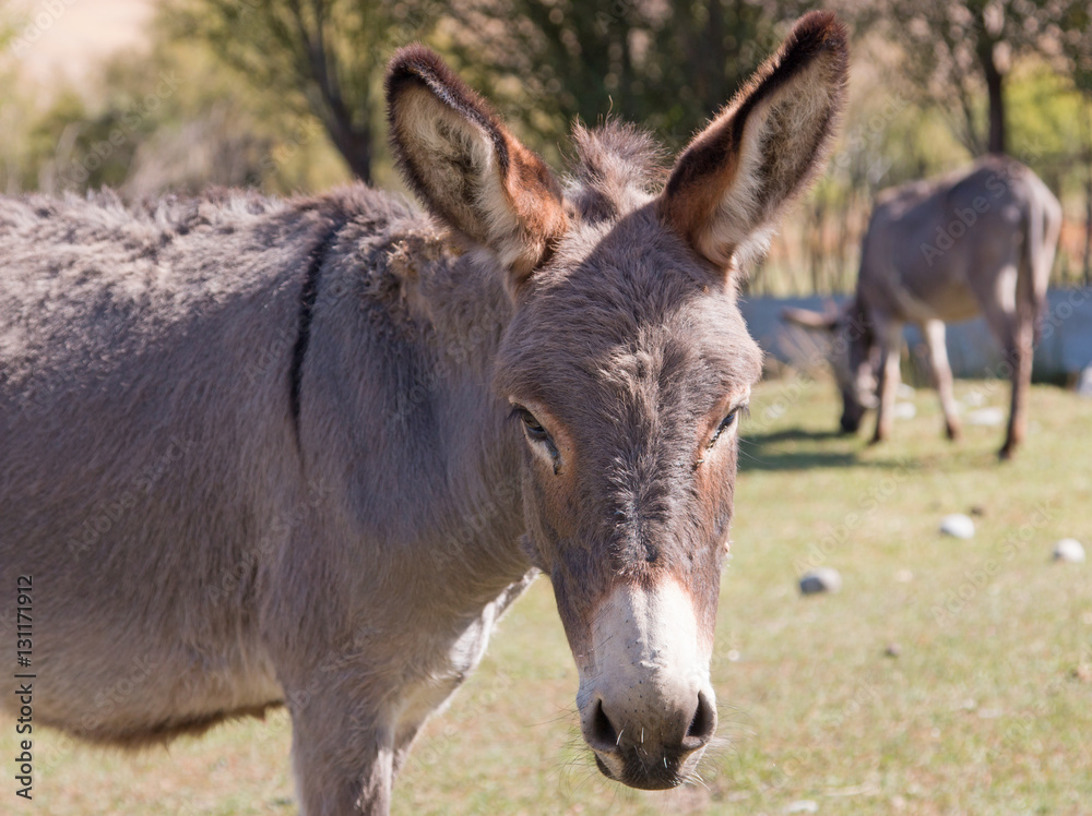 donkey in the meadow