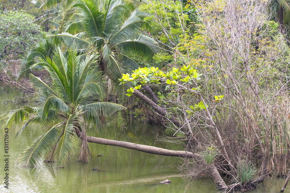trees near the river trees near the river