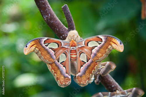 beautiful tropical orange, brown and white moth butterfly named Attacus Atlas, from Saturniidae family, also known as Atlas moth, in branch plant
 photo
