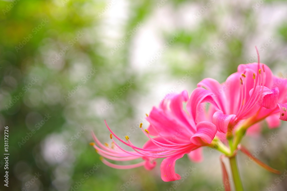 Fototapeta premium 木陰で咲くピンクのリコリス