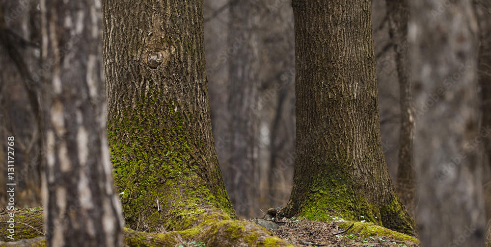 Obraz premium Trees forest background