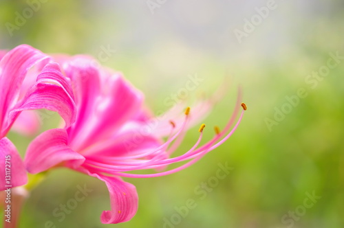 ピンクのリコリス（クローズアップ）