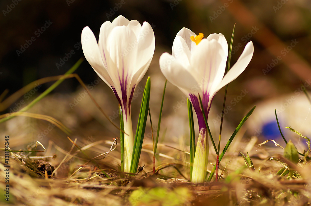 Crocus flower Crocus flower