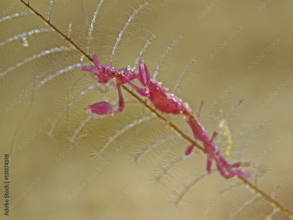 Skeleton Shrimp on Hydroids, Widderkrebschen auf Hydrozoen Skeleton Shrimp on Hydroids, Widderkrebschen auf Hydrozoen