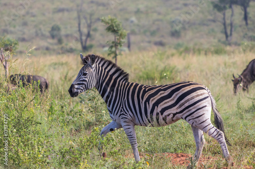 Zebra s grazing in the  wild at the Welgevonden Game Reserve in South Africa