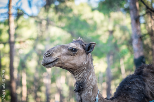 camel © Emre