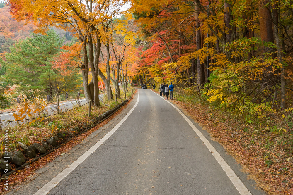 road with red yellow and green colorful maple at Kawaguchiko Japan