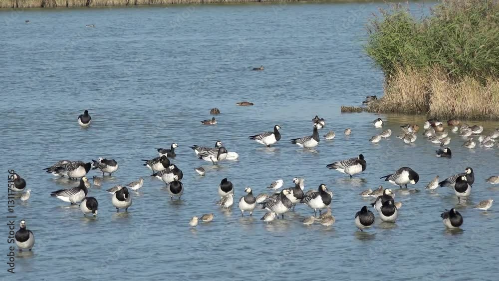 Barnacle goose and wading bird in the lake Barnacle goose and wading bird in the lake