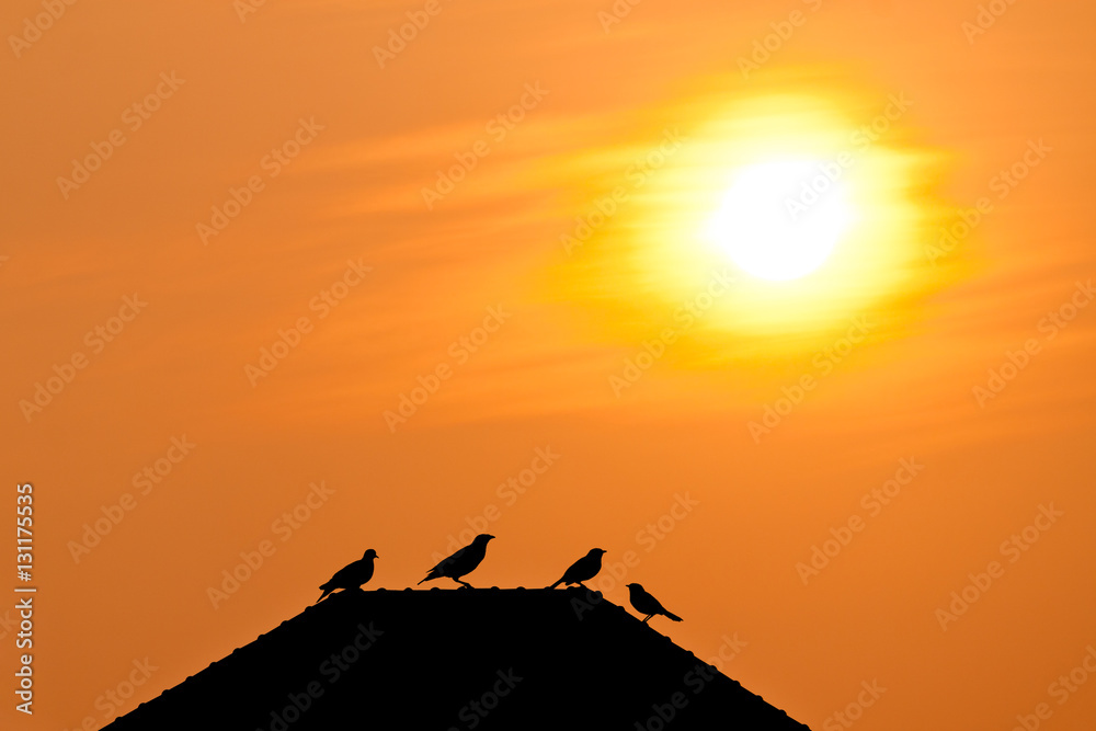 Silhouette view of birds on rooftop under twilight sun