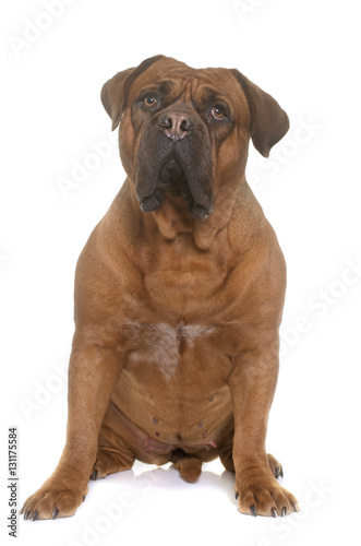 dogue de Bordeaux