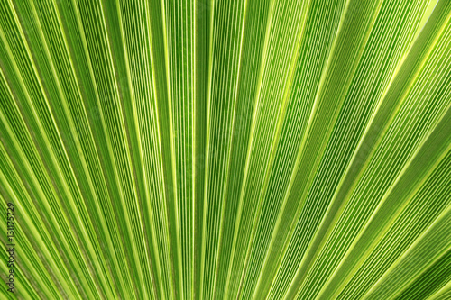 Tropical plant leaf texture