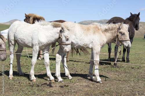 Mongolische Pferde...