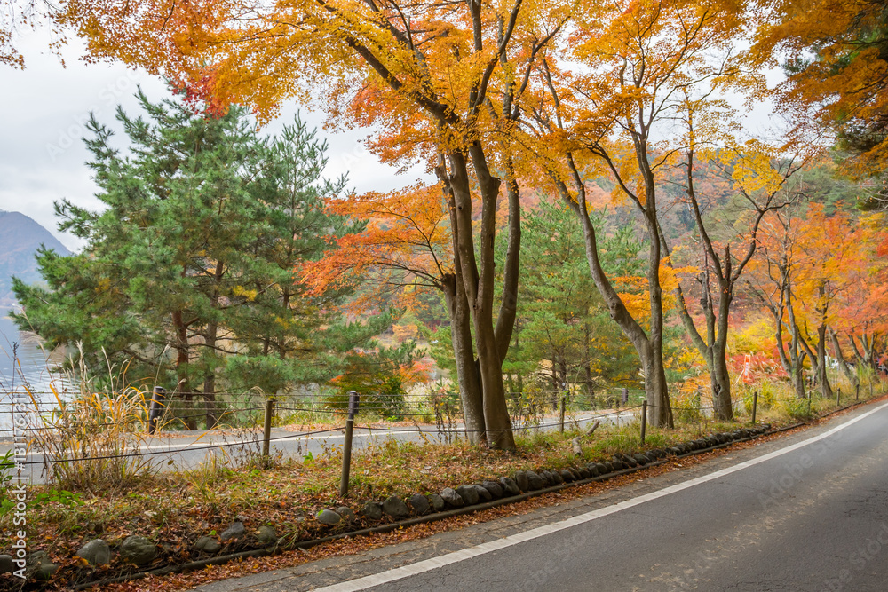 road with red yellow and green colorful maple at Kawaguchiko Japan