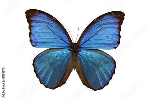 Butterfly(Morpho amathonte) isolated on white background © ruksil