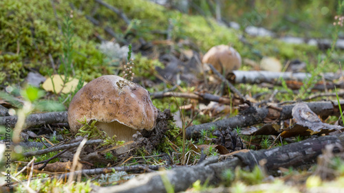 Forest mushrooms