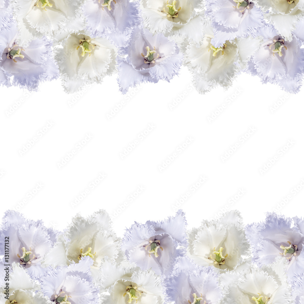 Beautiful floral background of white and purple tulips 