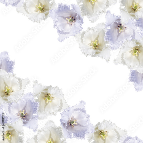 Fototapeta Naklejka Na Ścianę i Meble -  Beautiful floral background of white and purple tulips 