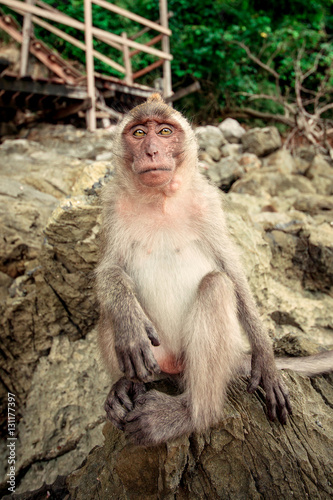 Monkey on a rock. © Nikolay Popov