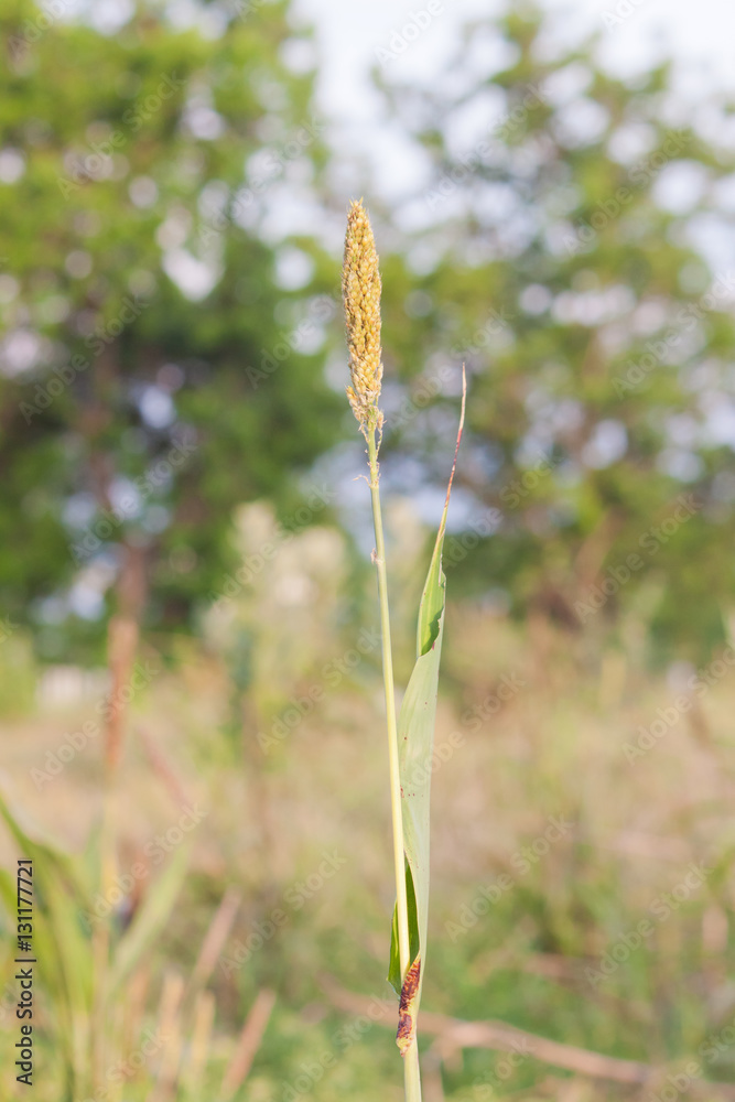 Wild maturing millet on blur green field background