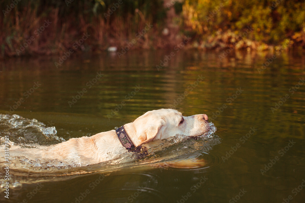 Fototapeta premium The big dog swimming along lake