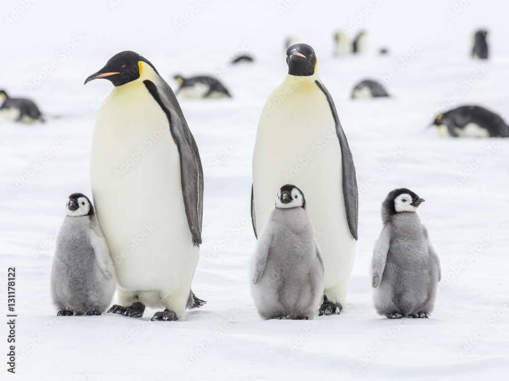 Obraz premium Emperor Penguins on the frozen Weddell Sea