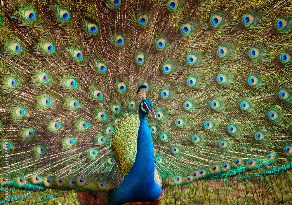 Obraz premium Peacock