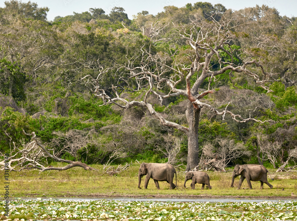Naklejka premium Elephants family in Yala National Park. Sri Lanka