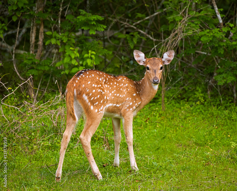 White-tailed deer fawn. Yala national park, Sri Lanka White-tailed deer fawn. Yala national park, Sri Lanka