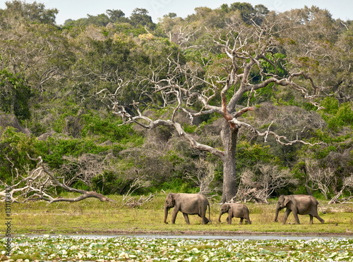 Elephants family in Yala National Park. Sri Lanka
