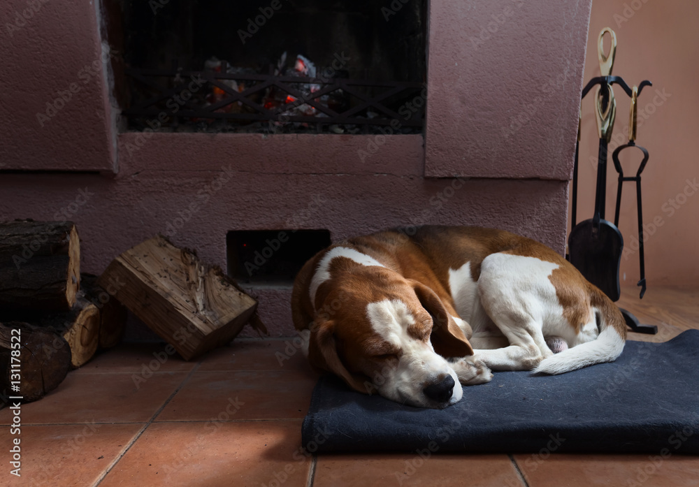  resting dog near to a fireplace