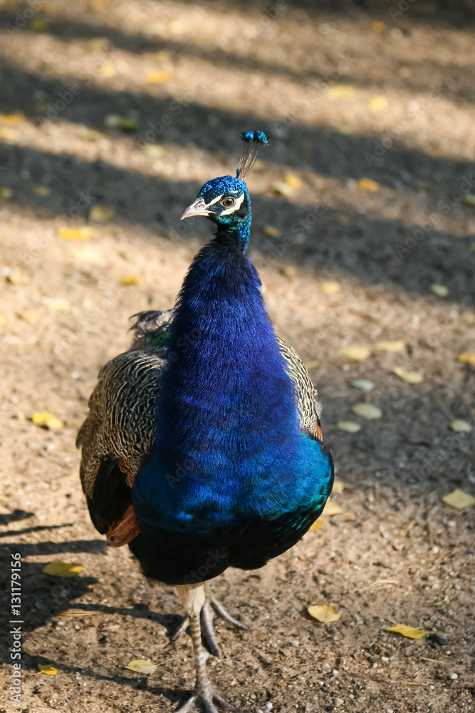 Fototapeta premium A beautiful peacock in the park