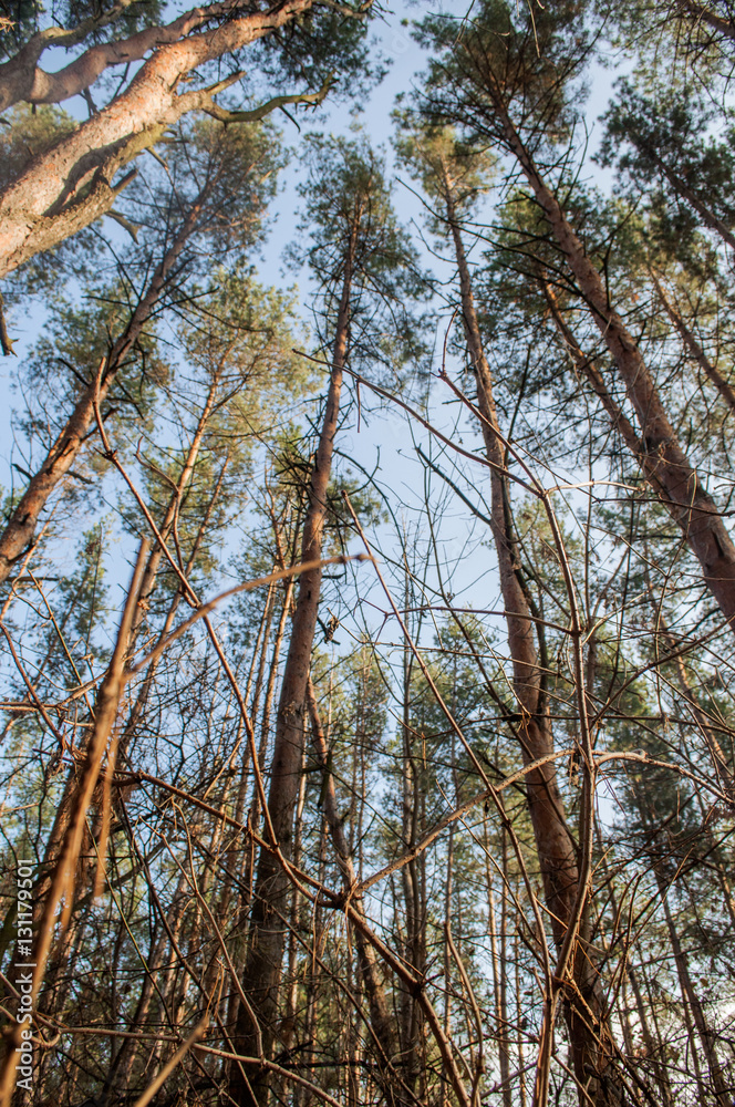 Fototapeta premium Autumn old pine forest