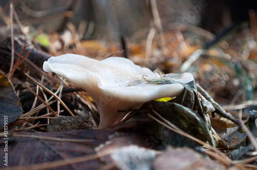 Vászonkép Forest mushroom blewits