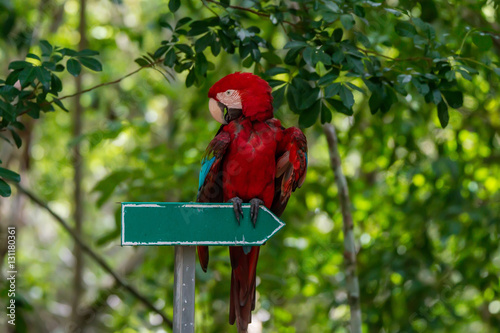 Orientation arrow pointing to tropical adventure photo