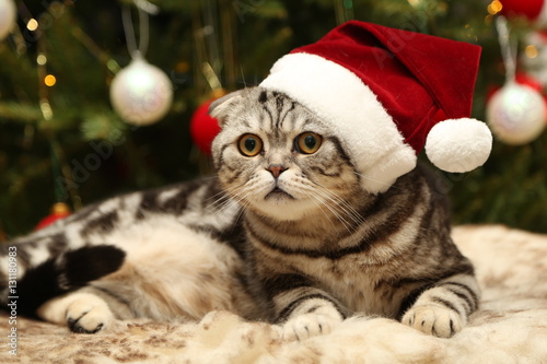 Cat in a suit of Santa Claus / British Shorthair kitten