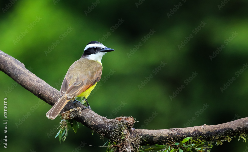 Schwefeltyrann sitzt auf einem Ast in Costa Rica