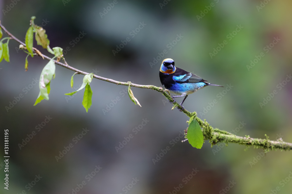 Golden hooded tanager in Costa Rica Golden hooded tanager in Costa Rica