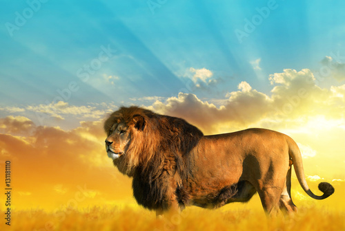 Fototapeta Naklejka Na Ścianę i Meble -  Big male lion on the savannah at sunset.