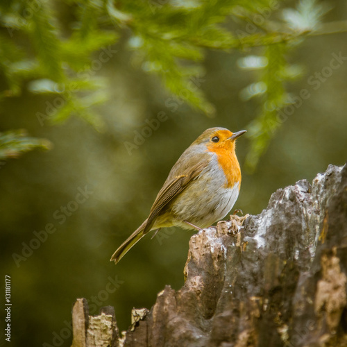 A beautiful robin in the park