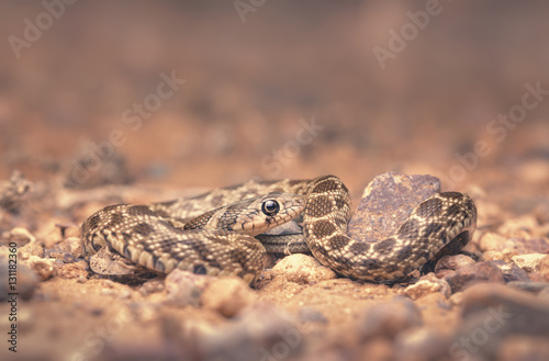 Young horseshoe whip snake (Hemorrhois hippocrepis) hidden amongst pebbles at night, Morocco photo