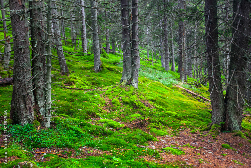 Obraz premium Green pine forest on the slopes of the mountain
