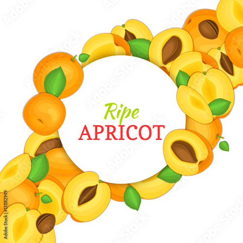 Round white frame on ripe apricot diagonal composition background. Vector card illustration. Delicious fresh and juicy apricot whole, peeled piece of half slice leaves seed. appetizing looking