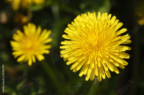 Fototapeta Naklejka Na Ścianę i Meble -  Löwenzahnblüten (Taraxacum)