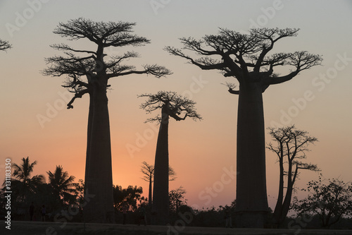 Baobab trees in sun set.
