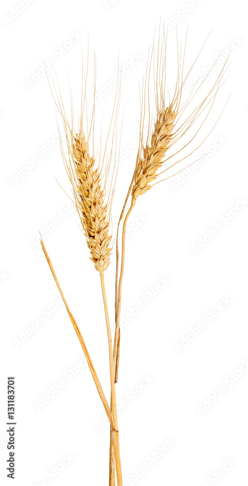 isolated two ears of gold wheat with awns isolated two ears of gold wheat with awns