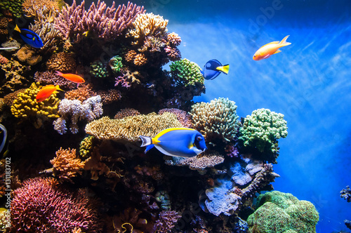 Canvas Print Tropical fishes on the coral reef