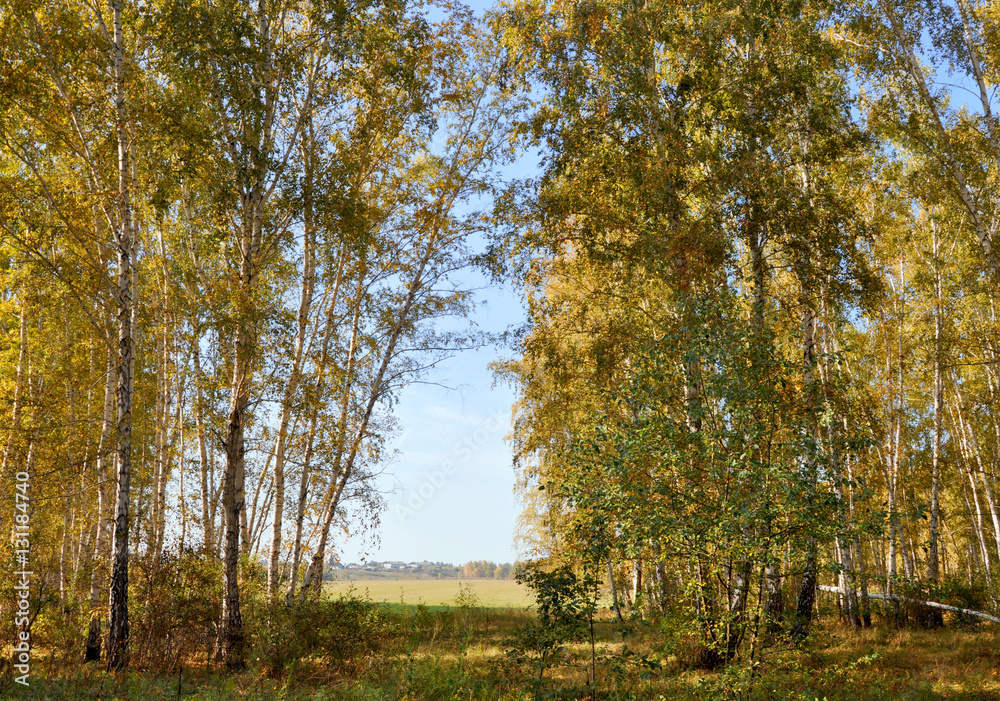 Landscape early autumn. Glade with yellow grass and leaves on the background of autumn birch grove in the distance field and village. West Siberia. Landscape early autumn. Glade with yellow grass and leaves on the background of autumn birch grove in the distance field and village. West Siberia.